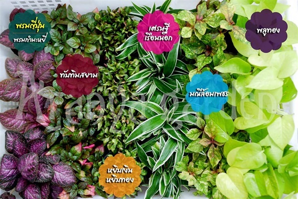 ต้นไม้มงคล ขนาดกระถาง 3 นิ้ว ราคากระถางละ 25 บาท | Aranya Garden - บางละมุง ชลบุรี