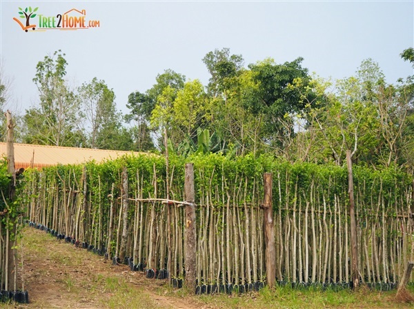 ข่อย | Tree2Home - เมืองปราจีนบุรี ปราจีนบุรี