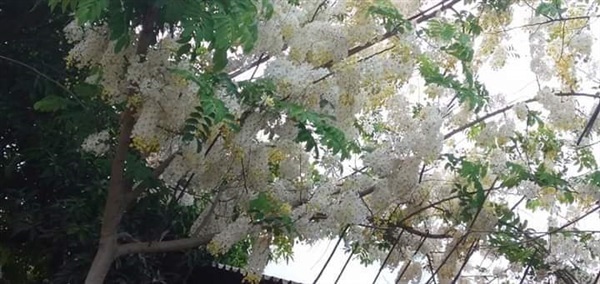 คูนสีขาว | นิตยา พันธุ์ไม้และเมล็ดพันธุ์ต่างๆ -  ศรีสะเกษ