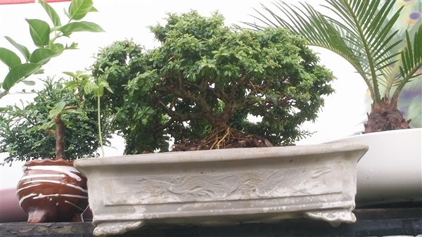 ม่วงเจริญ บอนไซดอกหอม | noodeegarden treetree - สามพราน นครปฐม