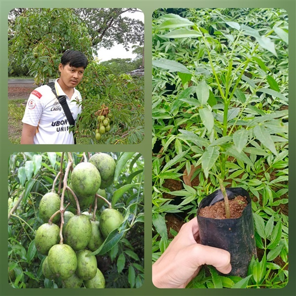 ต้นกล้ามะกอกน้ำฝรั่ง ชุดละ2ต้น ค่าจัดส่งฟรี | เมล็ดพันธุ์การเกษตร - สีชมพู ขอนแก่น