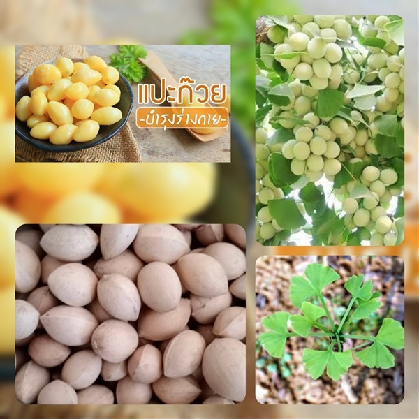 เมล็ดพันธุ์แปะก๊วย ซื้อ3แถม1 | เมล็ดพันธุ์การเกษตร - สีชมพู ขอนแก่น