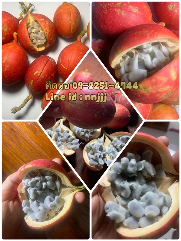 เมล็ดผักสาบ ผักอีนูน | สวนผลไม้ในกระถางสวย - น้ำปาด อุตรดิตถ์