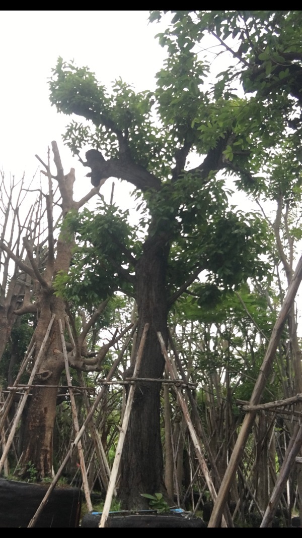 ต้นพยอม | สวน ทับทิม การ์เด้นท์ - แก่งคอย สระบุรี