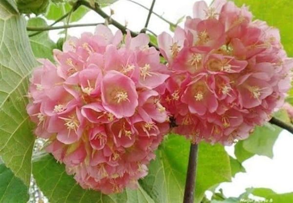 #พุดตาลญี่ปุ่น ออกดอกเป็นช่อสีชมพู มีกลิ่นหอมอ่อน | Drenglish Garden มหาสารคาม - กันทรวิชัย มหาสารคาม