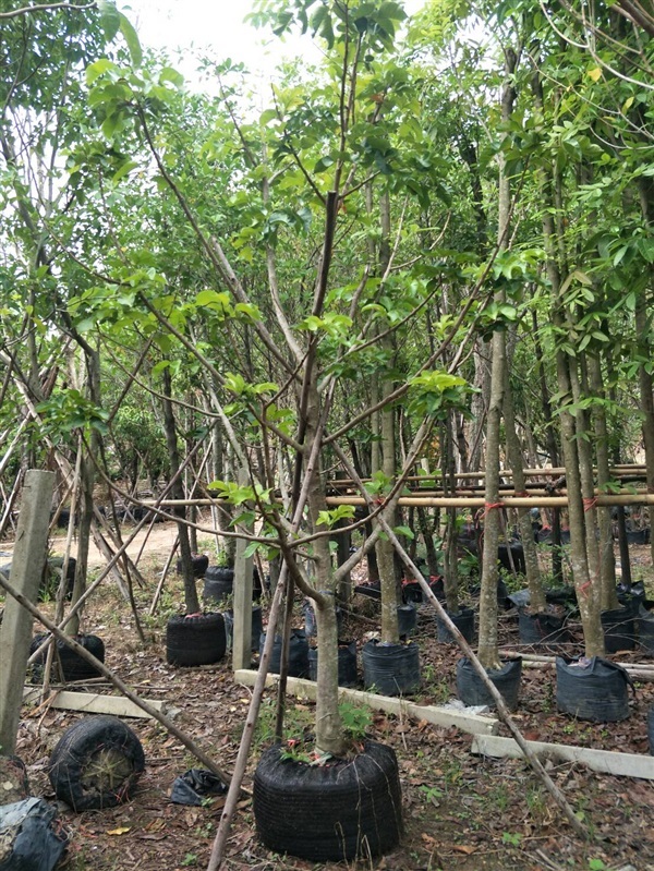 กระท้อน | สวน ทับทิม การ์เด้นท์ - แก่งคอย สระบุรี
