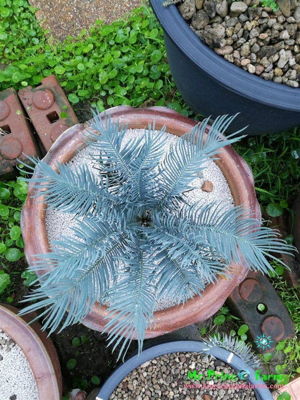 Cycas cairnsiana blue leaf (original) Electric blue