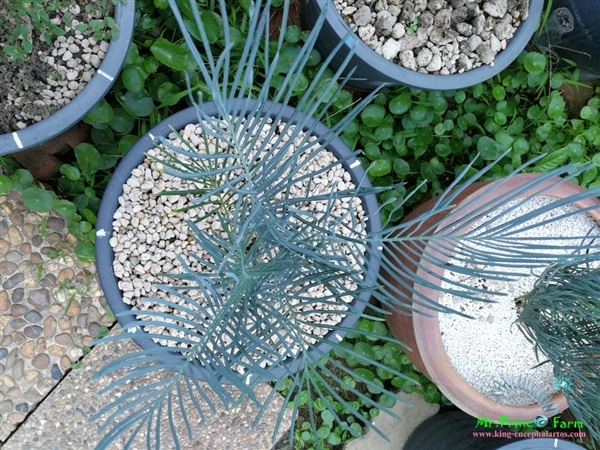 Cycas cairnsiana blue leaf (original) Electric blue | Mr.Prince Farm - ลาดพร้าว กรุงเทพมหานคร