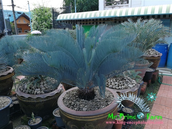 Cycas cairnsiana blue leaf (original) from australia | Mr.Prince Farm - ลาดพร้าว กรุงเทพมหานคร