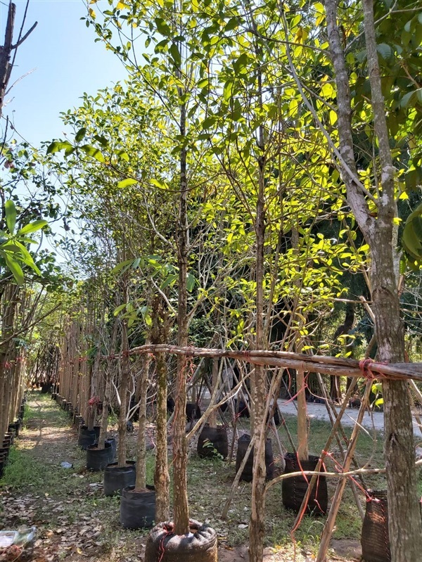 กันเกรา | สวน ทับทิม การ์เด้นท์ - แก่งคอย สระบุรี