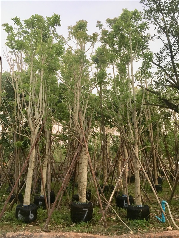แคนา | สวน ทับทิม การ์เด้นท์ - แก่งคอย สระบุรี