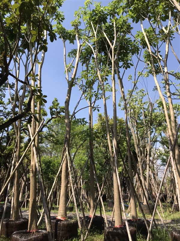 ชมพูพันธุ์ทิพย์ | สวน ทับทิม การ์เด้นท์ - แก่งคอย สระบุรี