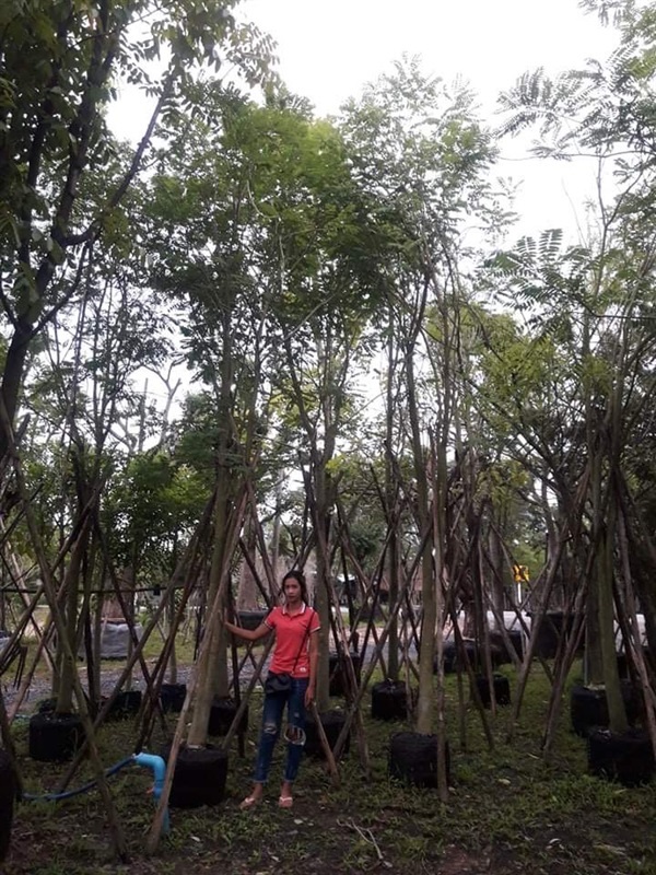กระพี้จั่น | สวน ทับทิม การ์เด้นท์ - แก่งคอย สระบุรี
