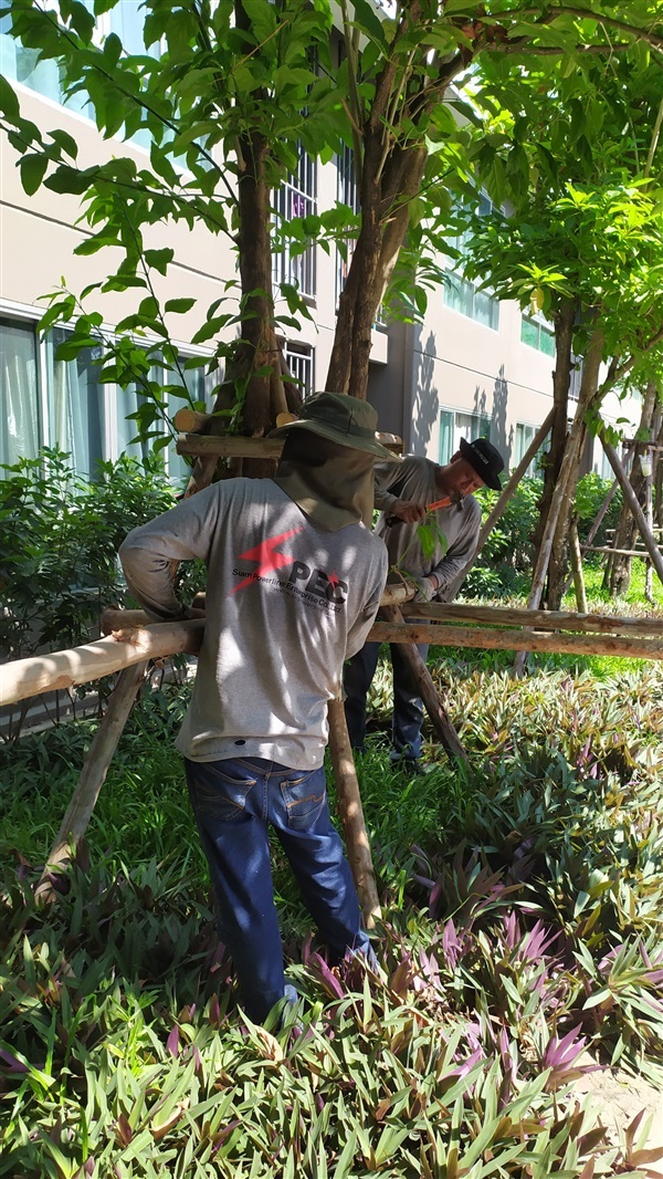 เปลี่ยนไม้ค้ำยันต้นไม้ประจำปีตามโครงการบ้านจัดสรร คอนโด | ดูดีการ์เด้นโฮม - บางบัวทอง นนทบุรี