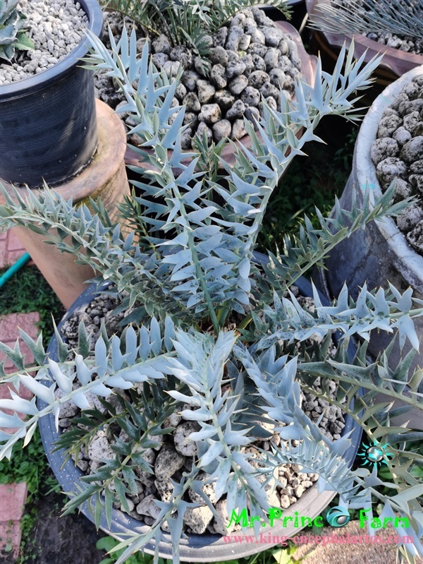 ปรง Encephalartos horridus  | Mr.Prince Farm - ลาดพร้าว กรุงเทพมหานคร