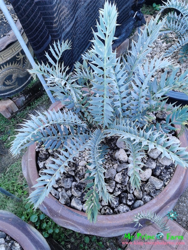  Encephalartos horridus (Mr.Prince Farm) | Mr.Prince Farm - ลาดพร้าว กรุงเทพมหานคร