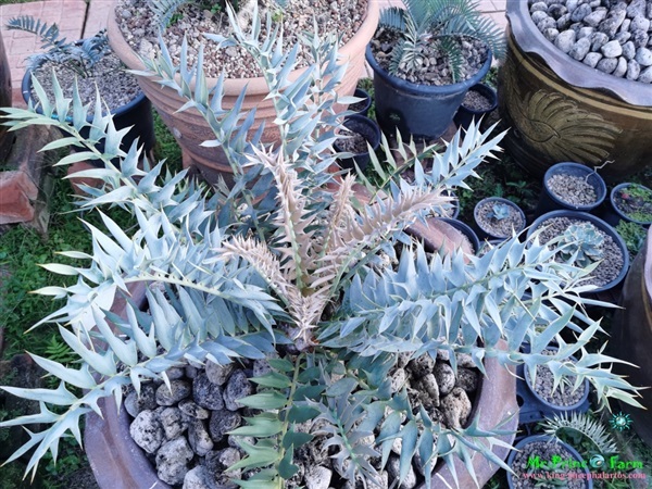 ปรง Encephalartos horridus (Mr.Prince Farm) | Mr.Prince Farm - ลาดพร้าว กรุงเทพมหานคร