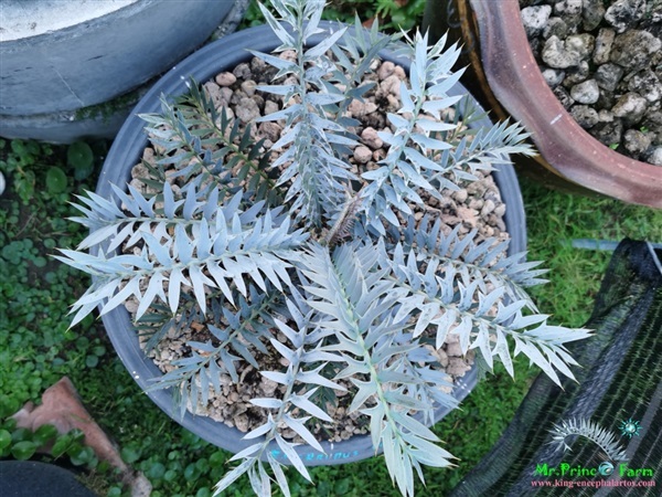 ปรง Encephalartos horridus (Mr.Prince Farm) | Mr.Prince Farm - ลาดพร้าว กรุงเทพมหานคร