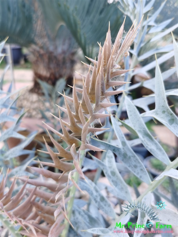 ปรง Encephalartos horridus (Mr.Prince Farm) | Mr.Prince Farm - ลาดพร้าว กรุงเทพมหานคร