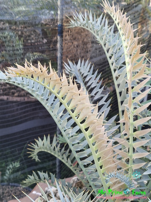 ปรง Encephalartos horridus (Mr.Prince Farm) | Mr.Prince Farm - ลาดพร้าว กรุงเทพมหานคร