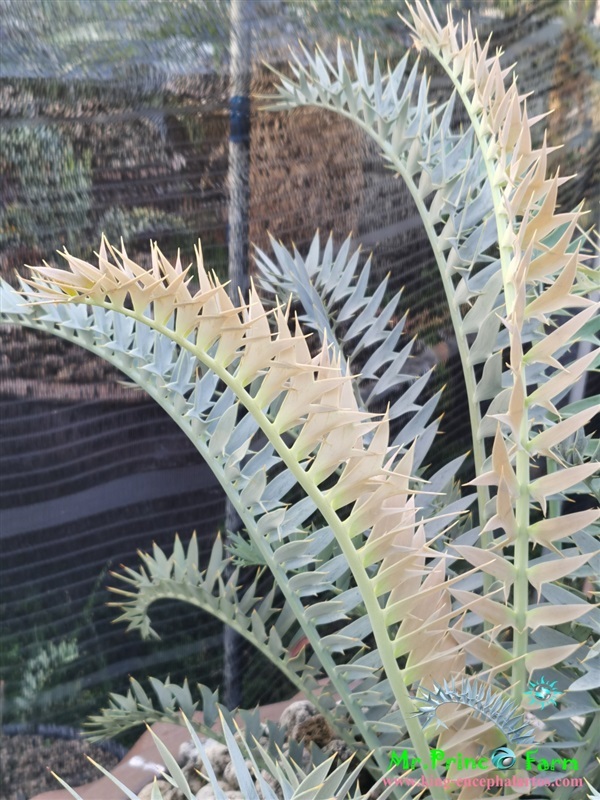 ปรง Encephalartos horridus (Mr.Prince Farm)