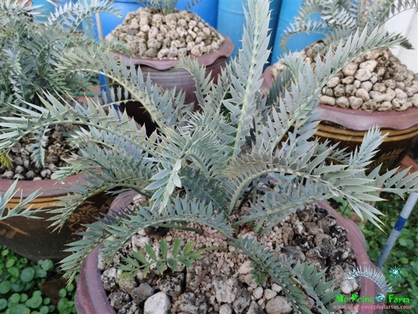 ปรง Encephalartos horridus high quality (original,purebred)