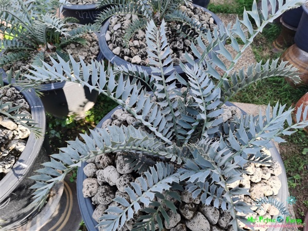 ปรง Encephalartos horridus | Mr.Prince Farm - ลาดพร้าว กรุงเทพมหานคร