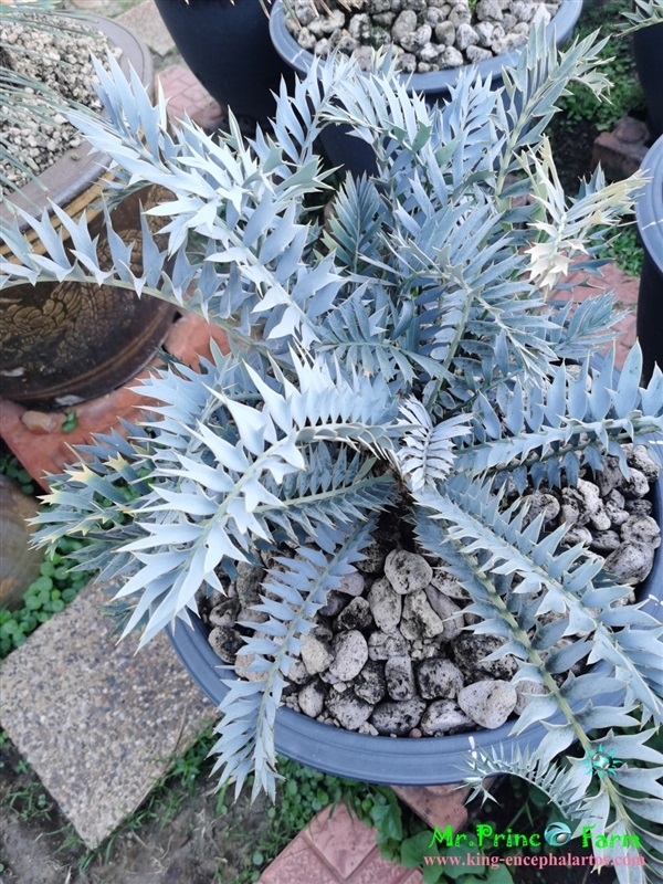 ปรง Encephalartos horridus | Mr.Prince Farm - ลาดพร้าว กรุงเทพมหานคร