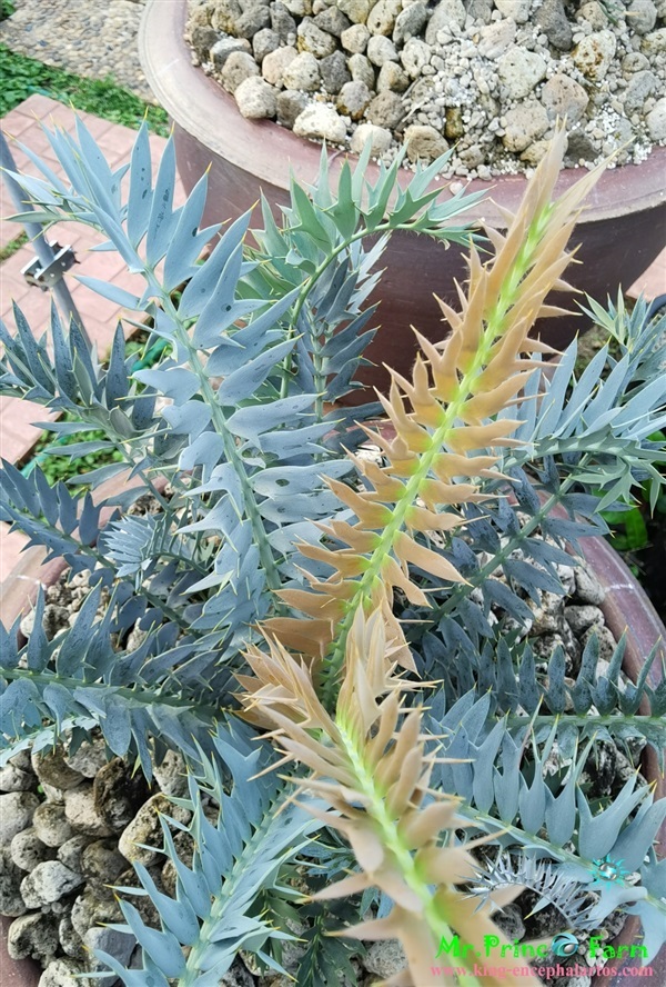 ปรง Encephalartos horridus (Mr.Prince Farm) | Mr.Prince Farm - ลาดพร้าว กรุงเทพมหานคร