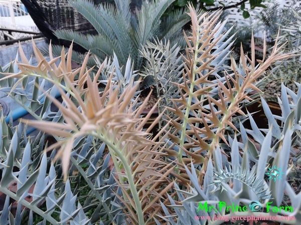 ปรง Encephalartos horridus high quality (original,purebred)