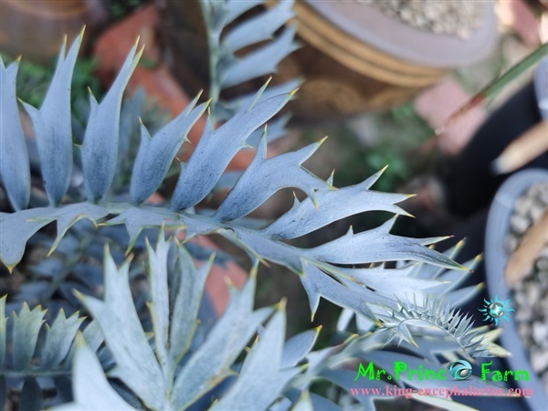 ปรง Encephalartos horridus | Mr.Prince Farm - ลาดพร้าว กรุงเทพมหานคร