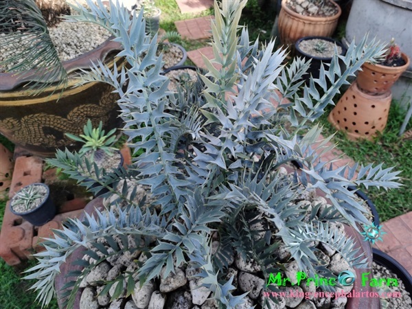 ปรง Encephalartos horridus (Mr.Prince Farm) | Mr.Prince Farm - ลาดพร้าว กรุงเทพมหานคร