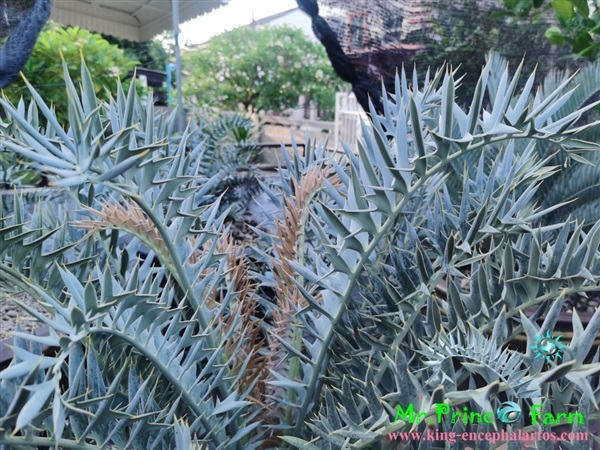 ปรง Encephalartos horridus high quality (original,purebred)