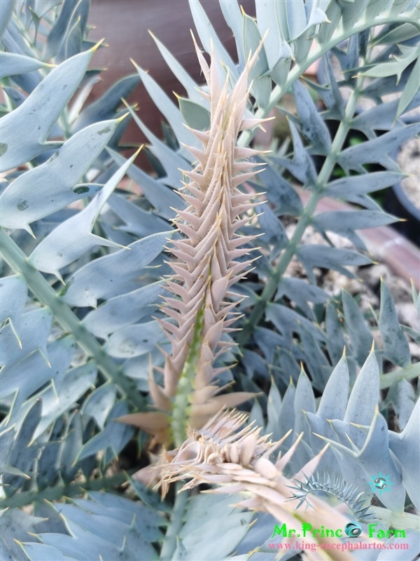 ปรง Encephalartos horridus (Mr.Prince Farm) | Mr.Prince Farm - ลาดพร้าว กรุงเทพมหานคร