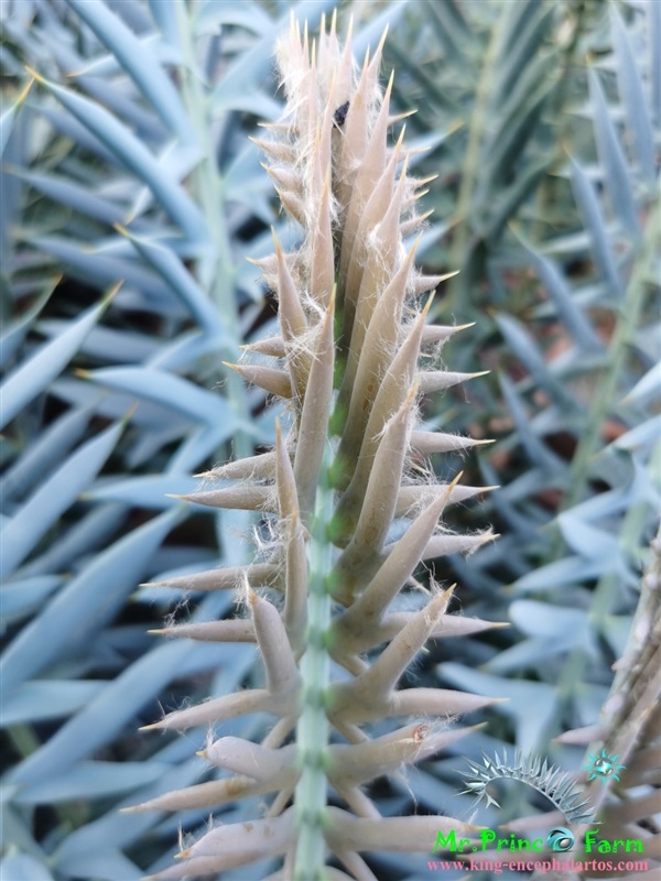 ปรง Encephalartos horridus | Mr.Prince Farm - ลาดพร้าว กรุงเทพมหานคร