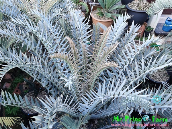 ปรง Encephalartos horridus (Mr.Prince Farm) | Mr.Prince Farm - ลาดพร้าว กรุงเทพมหานคร