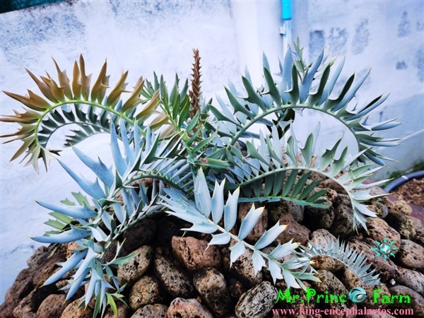 ปรง Encephalartos horridus high quality (original,purebred) | Mr.Prince Farm - ลาดพร้าว กรุงเทพมหานคร