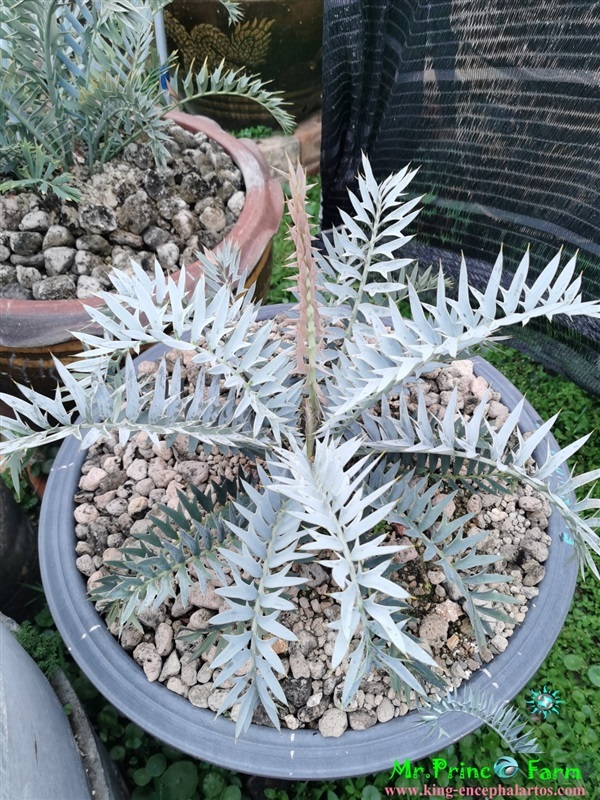 ปรง Encephalartos horridus (Mr.Prince Farm) | Mr.Prince Farm - ลาดพร้าว กรุงเทพมหานคร