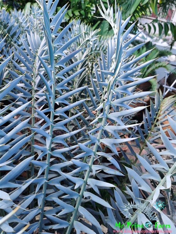 ปรง Encephalartos horridus | Mr.Prince Farm - ลาดพร้าว กรุงเทพมหานคร