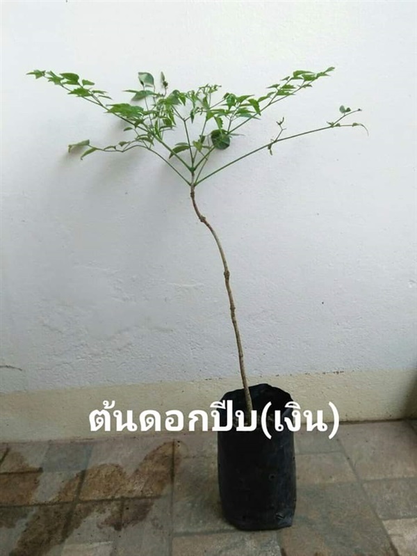 ต้นดอกปีบ(เงิน)