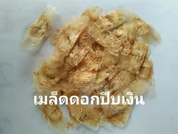 เมล็ดดอกปีบเงิน