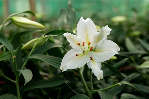 ดอกลิลลี่สีขาว White Lilies โดยLily Land Flower Farm อ.แม่ริม จ.เชียงใหม่  รหัสสินค้า 332654