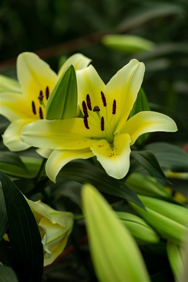 ดอกลิลลี่สีเหลือง Yellow Lilies | Lily Land Flower Farm - แม่ริม เชียงใหม่