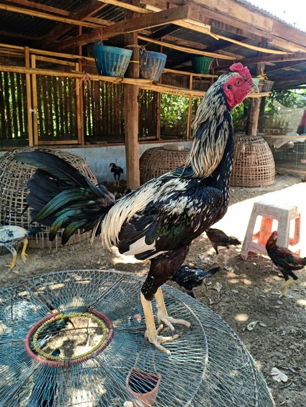 ไข่ไก่มีเชื้อลูกผสม พม่าม้าล่อ | สวนเกษตรชัญญ์ยมล - คอนสวรรค์ ชัยภูมิ