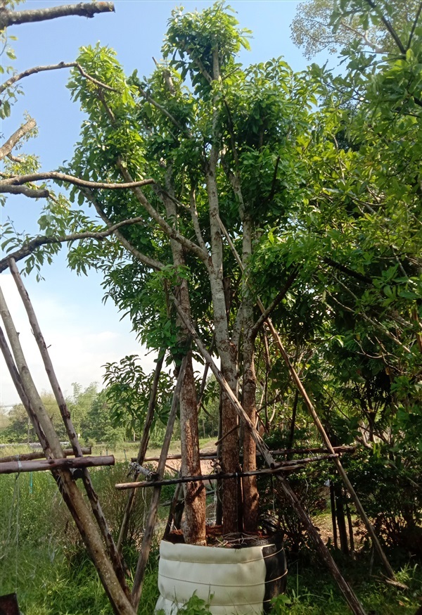 ต้นจิก จิกน้ำสร้อยระย้า | ธนเวสพันธุ์ไม้ -  ปราจีนบุรี