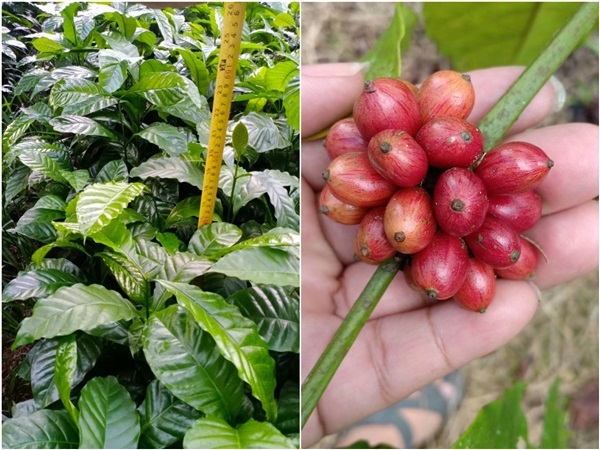 ต้นกาแฟโรบัสต้า สายพันธุ์ก้านยาว ลูกดก ให้ผลผลิตเร็ว เหมาะสำ | สนั่นดังกล้าต้นไม้ - เมืองชุมพร ชุมพร