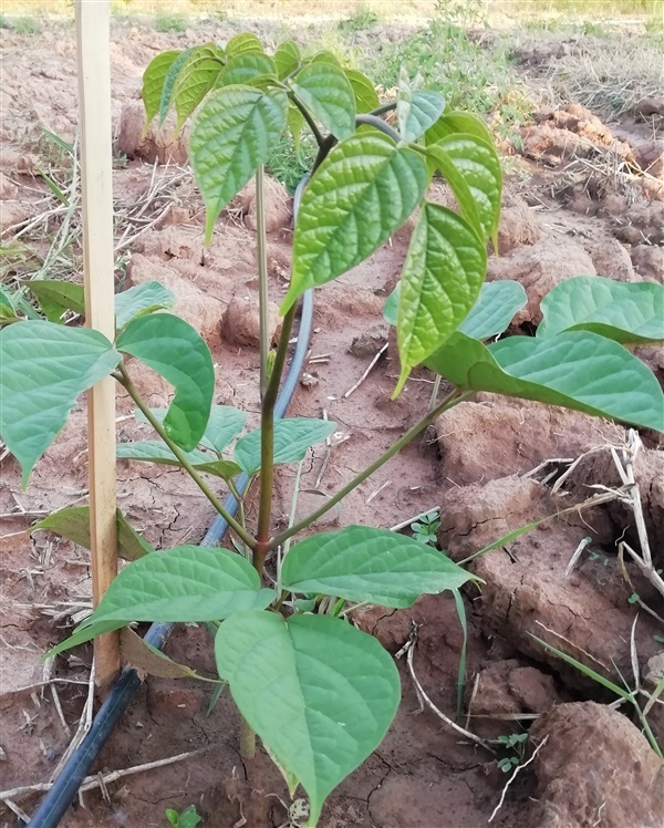 เพกาเตี้ย ลิ้นฟ้า | sk farm - บางกระทุ่ม พิษณุโลก