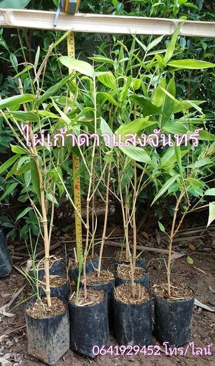 ไผ่เก้าดาวแสงจันทร์ Guadua Aureocaulis **Moonlight** | แบมบูกรีน - เมืองน่าน น่าน