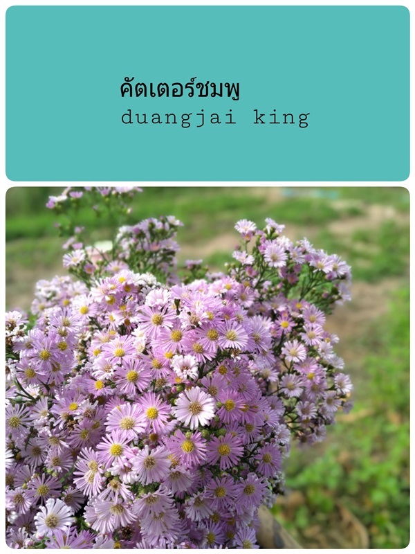 คัตเตอร์สีชมพู | ดวงใจ คิงจ์ ฟาร์ม - เมืองอำนาจเจริญ อำนาจเจริญ