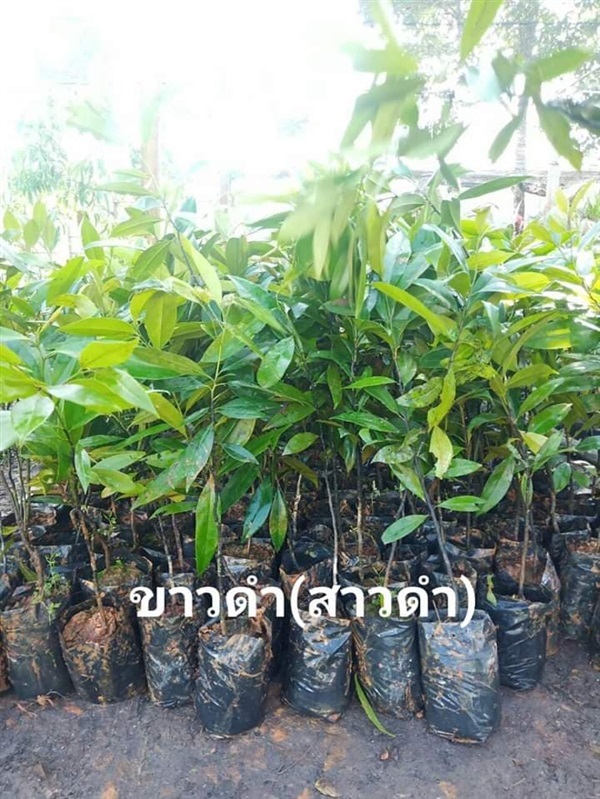 ต้นสาวดำ(ขาวดำ)